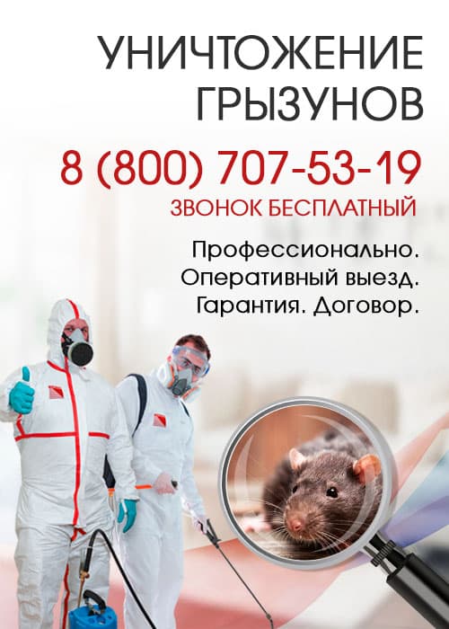 Уничтожение крыс в Егорьевске