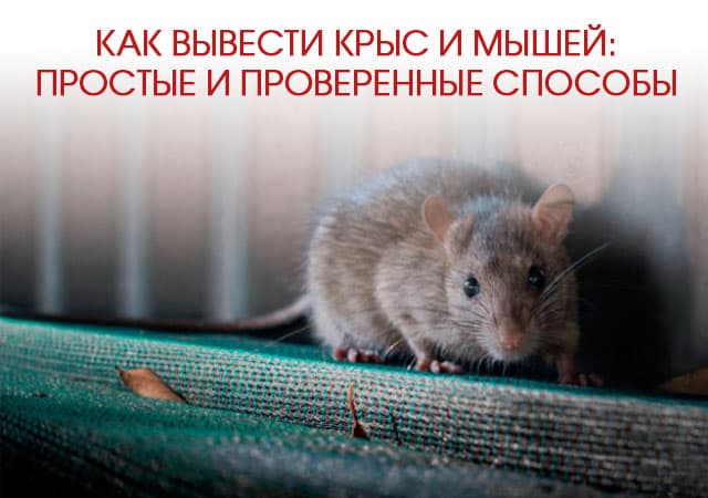 Как вывести крыс и мышей в Егорьевске: простые и проверенные способы