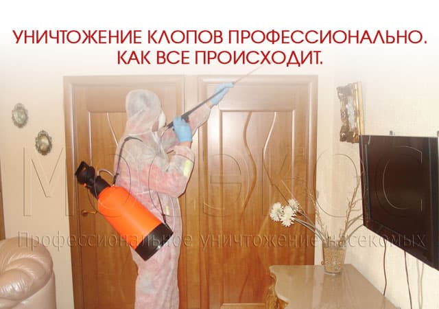 Уничтожение клопов профессионально в Егорьевске
