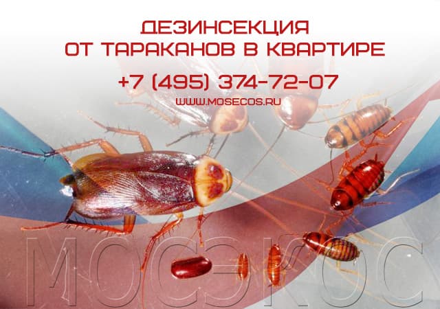 Дезинсекция от тараканов в квартире в Егорьевске