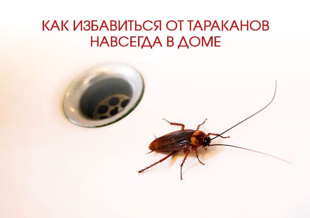 Как избавиться от тараканов в доме в Егорьевске