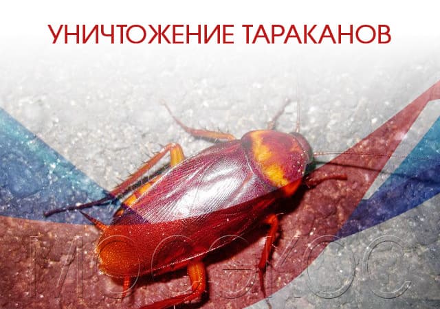 Уничтожение тараканов в Егорьевске