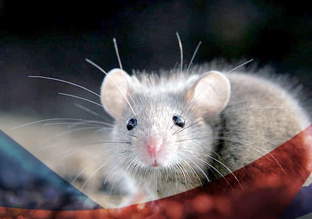 Уничтожение мышей в Егорьевске